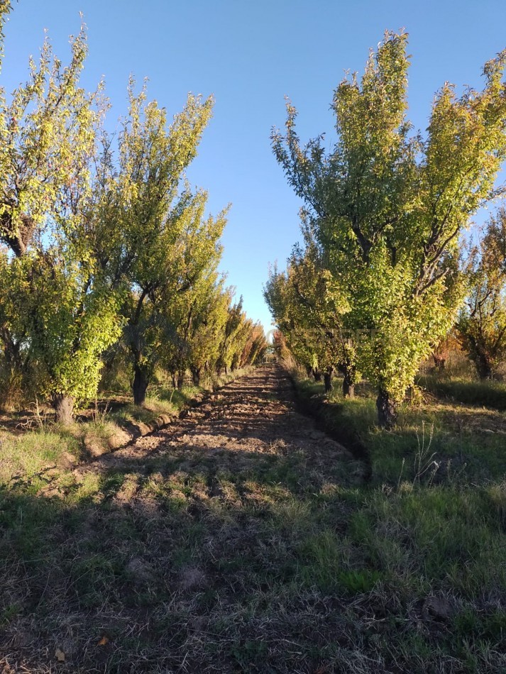Finca Calle 16 y G